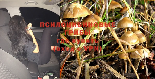 стафф Алзамай